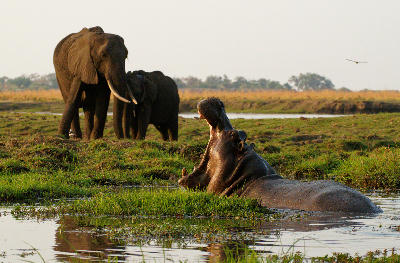 Hippo with mouth open in the Chobe River as elephants stand on the riverbank at the Chobe Riverfront in Botswana.