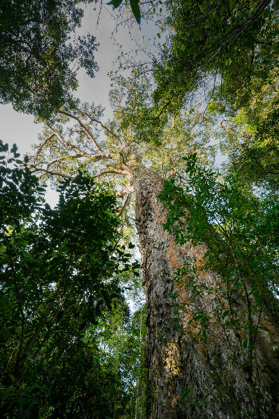 Low-angle view of the Big Tree, a towering Outeniqua Yellowwood surrounded by dense indigenous forest in Tsitsikamma National Park, South Africa.