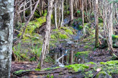 Mossy forest and stream beside the Overland Track near Lake St Clair, Tasmania.