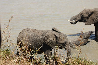 African elephants standing in the river at Hippo Pools in Mikumi National Park, Tanzania.