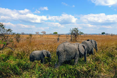 Elephant family walking across the Mkata Floodplain in Mikumi National Park, Tanzania.