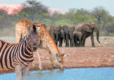 Zebra, giraffe, and elephants drinking at a waterhole in Etosha National Park, Namibia.