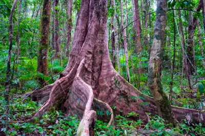 A massive tree trunk with large, winding buttress roots spreading out across the rainforest floor.