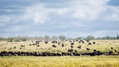 Large herd of Cape buffalo gathered around a waterhole in Southern Kruger National Park, South Africa.