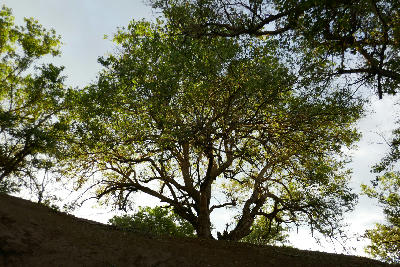 Large riverine tree growing on the banks of the Limpopo River in Botswana's Tuli Block, within the Greater Mapungubwe Transfrontier Conservation Area.