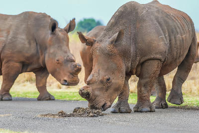Two white rhinoceroses standing on a reserve road in Rietvlei Nature Reserve near Pretoria.