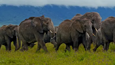 Herd of African elephants walking across the lush grasslands of the Ngorongoro Crater with mist-covered crater walls in northern Tanzania.
