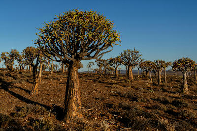 Large quiver trees standing across an arid desert landscape under clear blue skies in southern Namibia.