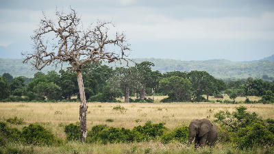 African elephant walking across the Mkata Floodplain beneath a dead tree in Mikumi National Park, Tanzania.