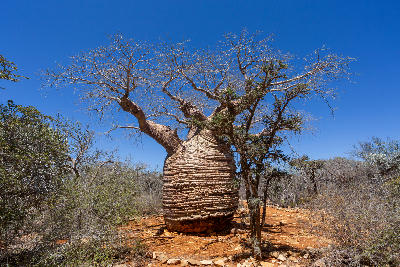 Ancient baobab tree rising above the dry scrub landscape of Tsimanampetsotsa National Park in southwest Madagascar