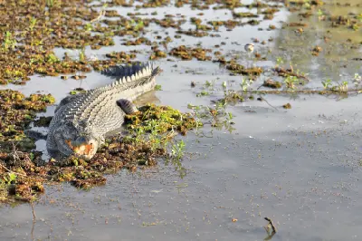 Large saltwater crocodile with its mouth slightly open, lying among floating aquatic plants in shallow water at Yellow Water Billabong, Kakadu National Park, Northern Territory, Australia.