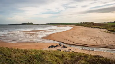 Wide view of Embleton Bay in Northumberland, showing a curving sandy beach, tidal stream, marram grass dunes and Dunstanburgh Castle on the distant headland.