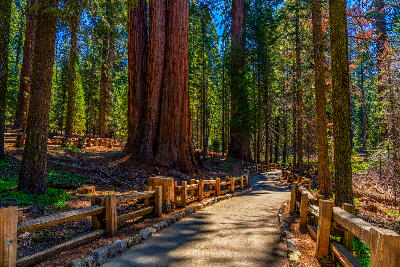 Walking path passing beneath towering redwood trees in the Redwood Forests of northern California.