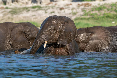 Young African elephant bathing and splashing in the Chobe River in Chobe National Park, Botswana.