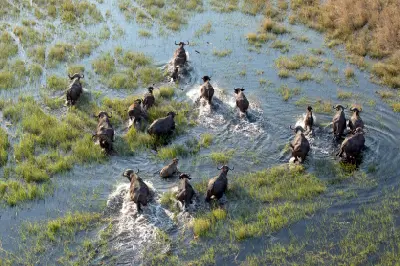 Aerial view of a buffalo herd moving through flooded grasslands on Chief's Island in the Okavango Delta, Botswana.