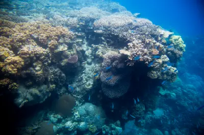Dense branching and plate corals with small blue fish at Agincourt Reefs, Great Barrier Reef, Queensland, Australia.