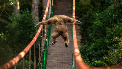 White-handed gibbon crossing a suspension bridge through indigenous forest at Monkeyland near Plettenberg Bay.