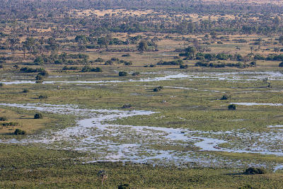 Aerial view of flooded channels and grasslands in the Okavango Delta, Botswana.