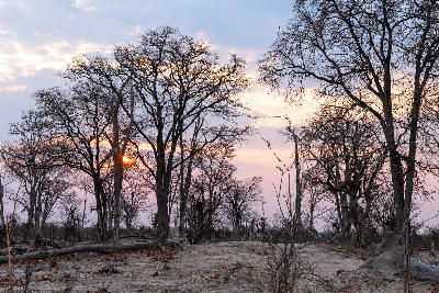 Sunrise through dry woodland in the Savuti region of Chobe National Park, Botswana.