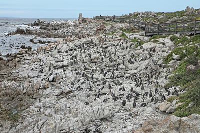 African penguin colony spread across the rocky shoreline at Stony Point Nature Reserve in Betty’s Bay, South Africa
