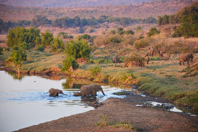 Elephants along a river at sunset in the southern region of Kruger National Park, South Africa.