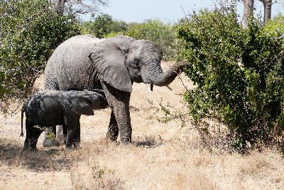 Mother African elephant feeding beside her calf in Ruaha National Park, Tanzania.