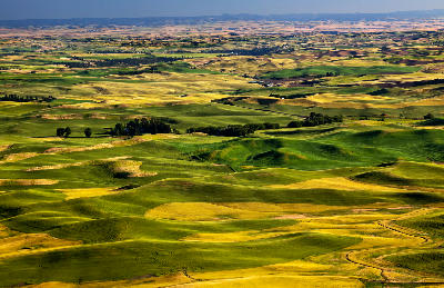Rolling farmland hills viewed from Steptoe Butte in the Palouse region of Washington