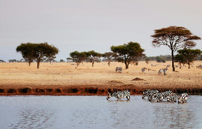 Zebras drinking from the Grumeti River in the Western Serengeti, Tanzania, with scattered acacia trees across the surrounding savanna.