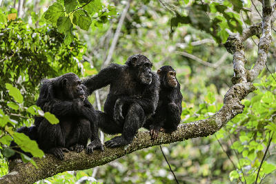Wild chimpanzees resting on a tree branch in the lush forests of Mahale Mountains National Park, Tanzania.