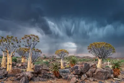 Quiver trees and aloe