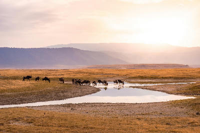 Herd of wildebeest grazing beside a waterhole on the Ngorongoro Crater floor at sunrise in Tanzania's Ngorongoro Conservation Area.