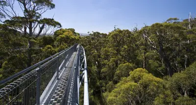 Elevated metal Tree Top Walk extending high above the forest floor at the Valley of the Giants near Walpole, Western Australia.