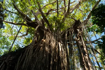 Looking up through the canopy and hanging aerial roots of the Curtain Fig Tree near Yungaburra, Queensland.