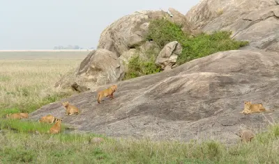 Lion cubs and adult lions resting on a granite kopje at Moru Kopjes in Serengeti National Park, Tanzania.
