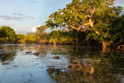 Hippopotamuses resting in the Grumeti River beneath riverside trees at sunset in the Western Serengeti, Tanzania.