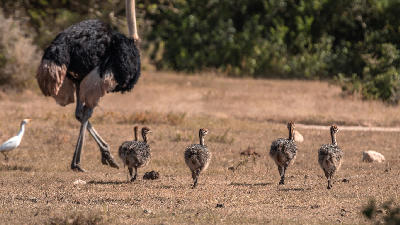 Adult ostrich with several chicks walking across dry grassland in De Hoop Nature Reserve, South Africa.