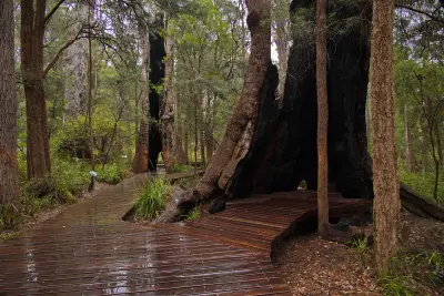Boardwalk passing beside massive hollowed tingle tree trunks at the Valley of the Giants near Walpole, Western Australia.