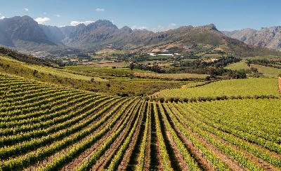 Stellenbosch vineyards near Cape Town, South Africa