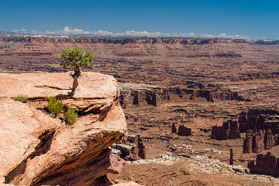 Juniper tree on cliff edge above vast canyon landscape in Island in the Sky district, Canyonlands National Park Utah