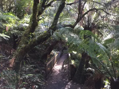 Walking path beneath mossy trees and dense tree ferns at Maits Rest in Great Otway National Park, Victoria.