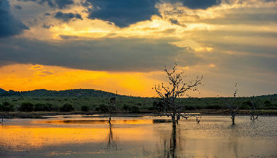 Golden sunset reflected in a waterhole with dead trees standing in the water in Madikwe Game Reserve, North West Province, South Africa.