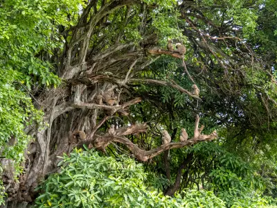 Olive baboons perched among the sprawling branches of a giant fig tree in the lush Groundwater Forest of Lake Manyara National Park, Tanzania.