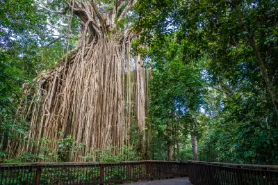 Curtain Fig Tree with its long hanging aerial roots beside a rainforest boardwalk near Yungaburra, Queensland.