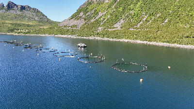 Aerial view of circular fish farm pens in Gryllefjord fjord with surrounding mountains on Senja island