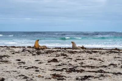 Australian sea lions resting on the sandy beach at Seal Bay, Kangaroo Island, with turquoise ocean waves in the background.
