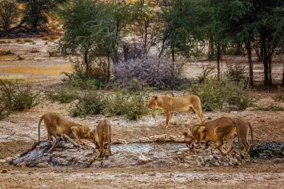 Five lionesses drinking at a desert waterhole surrounded by sparse vegetation in the Nossob region of Kgalagadi.