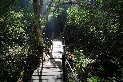 Boardwalk hiking trail winding through dense indigenous forest in Tsitsikamma National Park, South Africa.