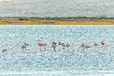 Greater flamingos feeding in the shallow waters near Geelbek Bird Hide on Langebaan Lagoon in West Coast National Park, South Africa.