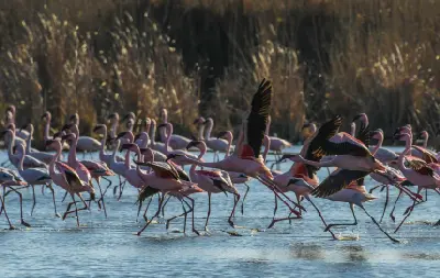Flamingos feeding and taking flight in the wetlands of Marievale Bird Sanctuary near Nigel, Gauteng.