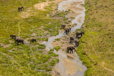 African elephants walking through the shallow channels of the Tarangire River in Tarangire National Park, Tanzania.